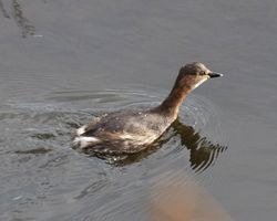 Little Grebe photographed at Vale Pond on 8/2/2013. Photo: © Cindy  Carre