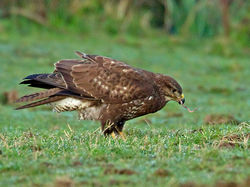 Buzzard photographed at Creux Mahie, TOR on 16/2/2013. Photo: © Mike Cunningham