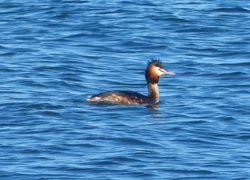Great Crested Grebe photographed at Fort Grey [FO2] on 16/2/2013. Photo: © Tracey Henry
