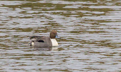 Pintail photographed at Vale Pond [VAL] on 24/2/2013. Photo: © Anthony Loaring