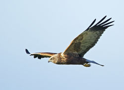 Marsh Harrier photographed at Creux Mahie on 18/2/2013. Photo: © Mike Cunningham