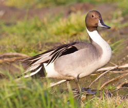 Pintail photographed at Rue des Belles on 7/3/2013. Photo: © Anthony Loaring