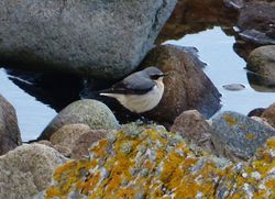Wheatear photographed at Jaonneuse [JAO] on 9/3/2013. Photo: © Tracey Henry