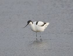 Avocet photographed at Colin Best NR [CNR] on 12/3/2013. Photo: © Royston CarrÃ©
