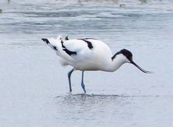 Avocet photographed at Colin Best NR [CNR] on 12/3/2013. Photo: © Tracey Henry
