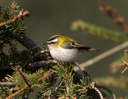 Firecrest photographed at St Peter Port [SPP] on 14/3/2013. Photo: © Mike Cunningham