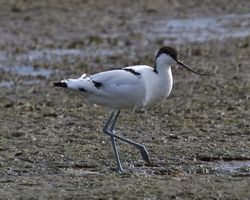 Avocet photographed at Colin Best NR [CNR] on 13/3/2013. Photo: © Cindy  Carre