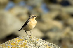 Wheatear photographed at Fort Le Crocq [FLC] on 18/3/2013. Photo: © Anthony Loaring