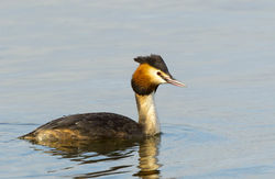 Great Crested Grebe photographed at Grandes Havres [GHA] on 23/3/2013. Photo: © Anthony Loaring