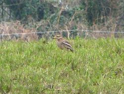 Stone Curlew photographed at Rue des Hougues, STA [H04] on 24/3/2013. Photo: © Mark Guppy