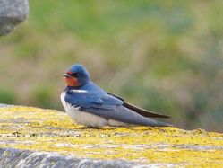 Swallow photographed at Reservoir [RES] on 25/3/2013. Photo: © Tracey Henry