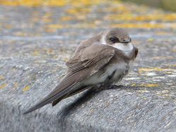 Sand Martin photographed at Reservoir [RES] on 25/3/2013. Photo: © Tracey Henry