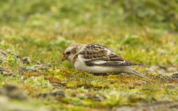 Snow Bunting photographed at Pleinmont [PLE] on 25/3/2013. Photo: © Anthony Loaring