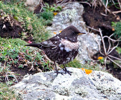 Ring Ouzel photographed at Pleinmont [PLE] on 26/3/2013. Photo: © Mike Cunningham