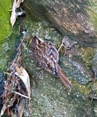 Short-toed Treecreeper photographed at St Peter Port [SPP] on 24/3/2013. Photo: © Mike Cunningham