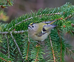 Goldcrest photographed at St Peter Port [SPP] on 26/3/2013. Photo: © Mike Cunningham