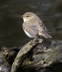 Chiffchaff photographed at Reservoir [RES] on 27/3/2013. Photo: © Mike Cunningham