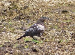 Ring Ouzel photographed at Scramble Track [SCR] on 27/3/2013. Photo: © Tracey Henry