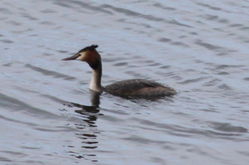Great Crested Grebe photographed at Grandes Havres [GHA] on 25/3/2013. Photo: © Lydia Miller