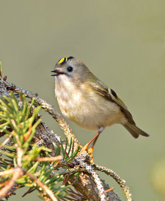 Goldcrest photographed at St Peter Port [SPP] on 31/3/2013. Photo: © Mike Cunningham