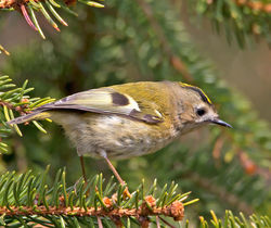 Goldcrest photographed at St Peter Port [SPP] on 1/4/2013. Photo: © Mike Cunningham