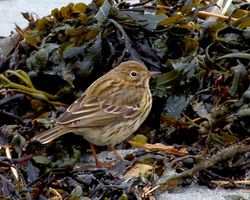 Meadow Pipit photographed at Vazon [VAZ] on 30/3/2013. Photo: © Mark Lawlor