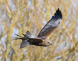 Marsh Harrier photographed at Rue des Bergers [BER] on 2/4/2013. Photo: © Royston CarrÃ©