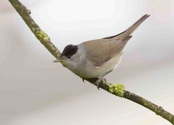Blackcap photographed at Mont Marche on 8/4/2013. Photo: © Adrian Gidney