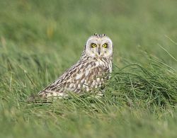 Short-eared Owl photographed at Pleinmont [PLE] on 15/4/2013. Photo: © Royston CarrÃ©