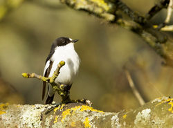 Pied Flycatcher photographed at Trinity [TRI] on 15/4/2013. Photo: © Anthony Loaring