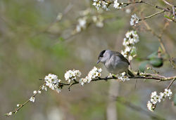 Blackcap photographed at Trinity [TRI] on 17/4/2013. Photo: © Mike Cunningham