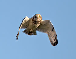 Short-eared Owl photographed at Pleinmont [PLE] on 19/4/2013. Photo: © Mike Cunningham