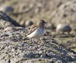 Short-toed Lark photographed at Rue des Bergers [BER] on 20/4/2013. Photo: © Mike Cunningham