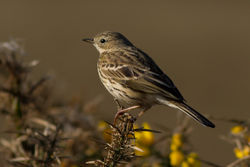Meadow Pipit photographed at Fort Doyle [DOY] on 21/4/2013. Photo: © Rod Ferbrache
