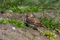 Short-toed Lark photographed at Rue des Bergers [BER] on 21/4/2013. Photo: © Adrian Gidney