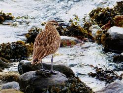 Whimbrel photographed at Grandes Havres [GHA] on 24/4/2013. Photo: © Tracey Henry