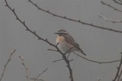 Whinchat photographed at Rue des Bergers on 25/4/2013. Photo: © Dave Andrews