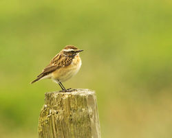 Whinchat photographed at Rue des Bergers [BER] on 25/4/2013. Photo: © Anthony Loaring