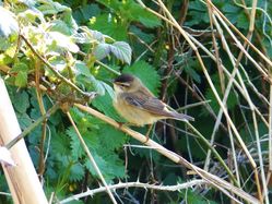 Sedge Warbler photographed at Grands Marais/Pre [PRE] on 27/4/2013. Photo: © Tracey Henry