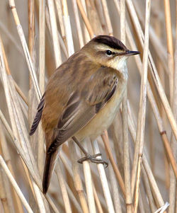 Sedge Warbler photographed at Grands Marais/Pre [PRE] on 29/4/2013. Photo: © Mike Cunningham