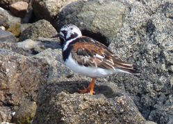 Turnstone photographed at Grandes Havres [GHA] on 30/4/2013. Photo: © Kevin Childs