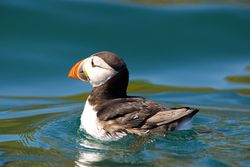 Puffin photographed at Herm [HER] on 6/5/2013. Photo: © Royston CarrÃ©