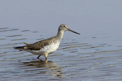 Greenshank photographed at Claire Mare [CLA] on 7/5/2013. Photo: © Anthony Loaring