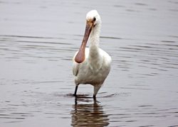 Spoonbill photographed at Claire Mare [CLA] on 8/5/2013. Photo: © David Spicer