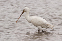 Spoonbill photographed at Claire Mare [CLA] on 8/5/2013. Photo: © Rod Ferbrache