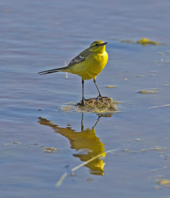 Yellow Wagtail photographed at Claire Mare [CLA] on 9/5/2013. Photo: © Mike Cunningham