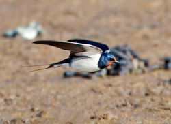 Swallow photographed at Claire Mare [CLA] on 9/5/2013. Photo: © Mike Cunningham