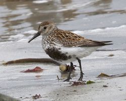 Dunlin photographed at Jaonneuse [JAO] on 24/5/2013. Photo: © Cindy  Carre