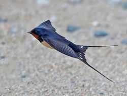 Swallow photographed at Claire Mare on 23/5/2013. Photo: © Mike Cunningham