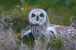 Short-eared Owl photographed at Pleinmont [PLE] on 11/4/2013. Photo: © steve levrier